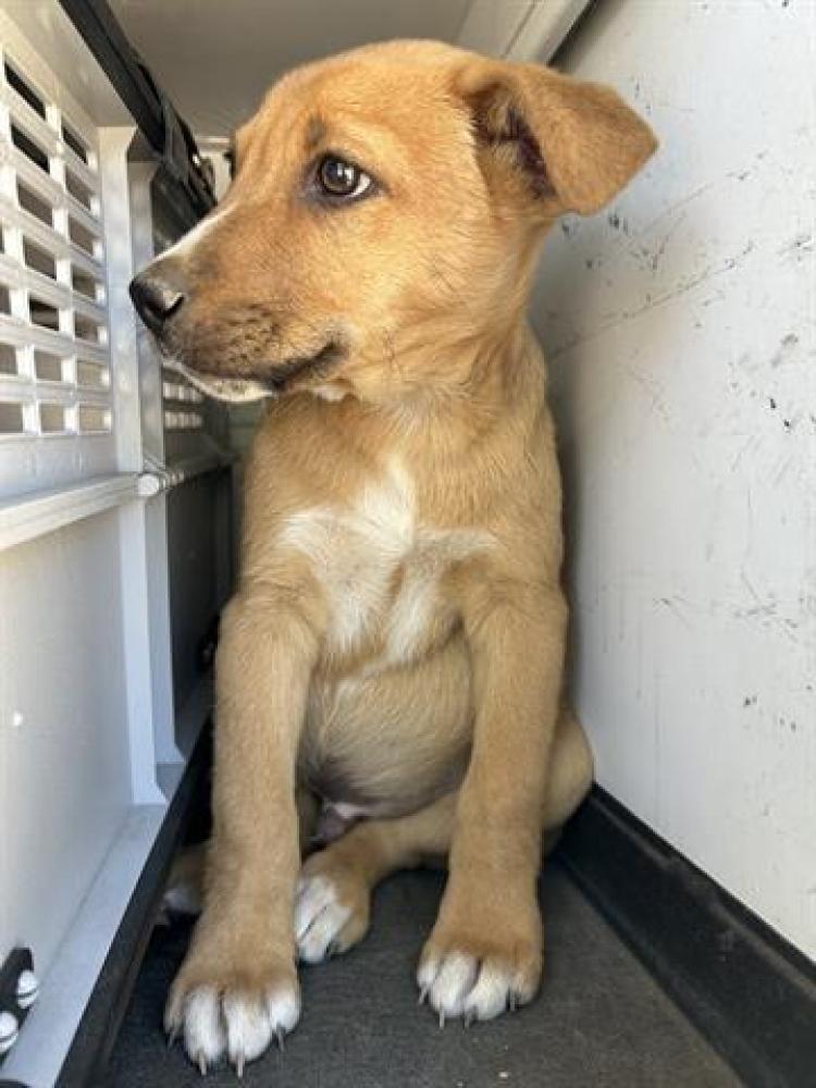 Shelter Stray Male Dog last seen Near BLK PACHECO RD, BAKERSFIELD, CA, Bakersfield, CA 93307