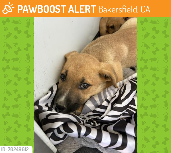 Shelter Stray Female Dog last seen Near BLK PACHECO RD, BAKERSFIELD, CA, Bakersfield, CA 93307