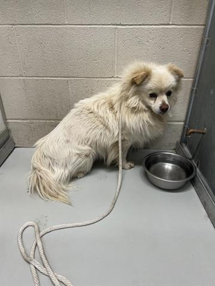 Shelter Stray Male Dog last seen , Castaic, CA 91384