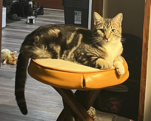Lost Male Cat last seen S Faucet ave, 88th st tacoma, Tacoma, WA 98408