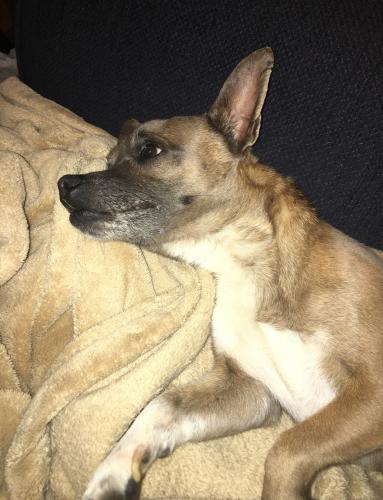 Lost Male Dog last seen Toepperwein and Leafy Hollow Ct, San Antonio, TX 78233