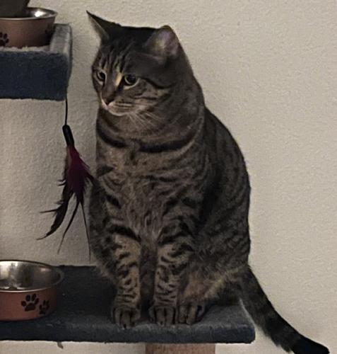 Lost Male Cat last seen Mill plain and heartwood , Vancouver, WA 98684