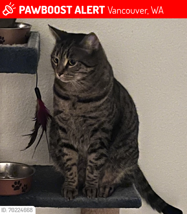 Lost Male Cat last seen Mill plain and heartwood , Vancouver, WA 98684