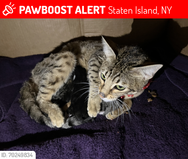 Lost Female Cat last seen Richmond Terrace , Staten Island, NY 10303