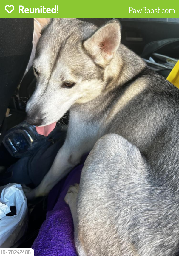 Reunited Male Dog last seen 75th and Stanford, Los Angeles, CA 90001