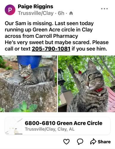Lost Male Cat last seen Clay Alabama, Clay, AL 35048