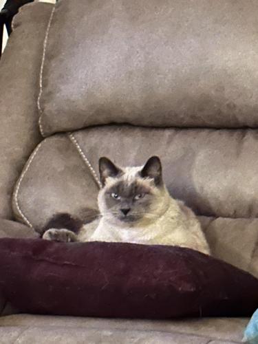 Lost Male Cat last seen New forest and vireo dr, Las Vegas, NV 89147