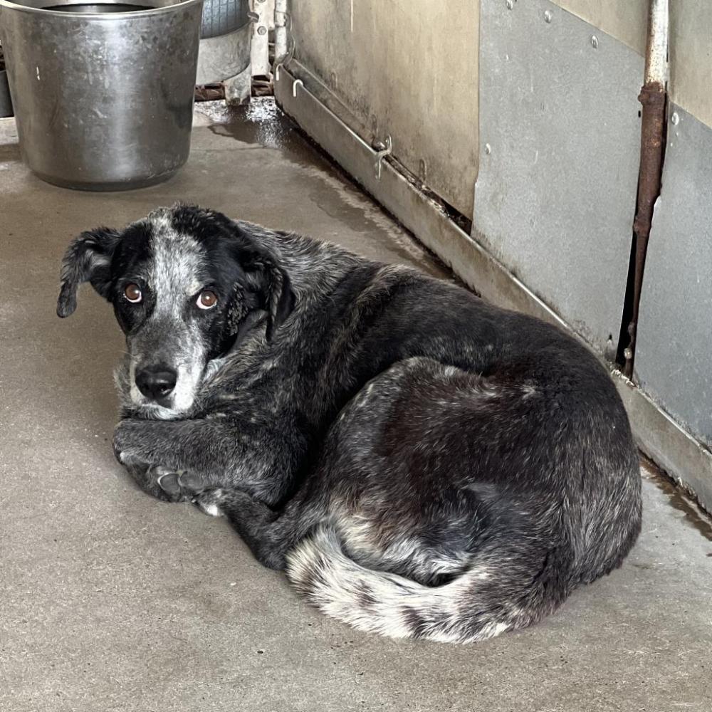 Shelter Stray Female Dog last seen , Edinburg, TX 78539