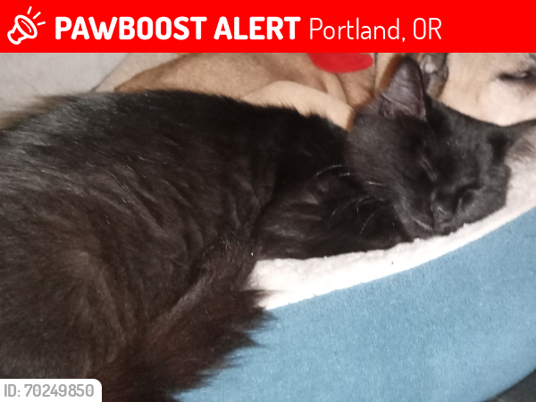 Lost Female Cat last seen Near se flavel st, Portland, OR 97266