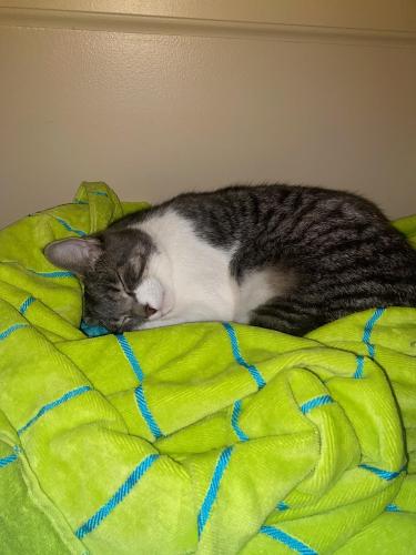 Lost Male Cat last seen Alkire road, galloway ohio 43119 , Prairie Township, OH 43119