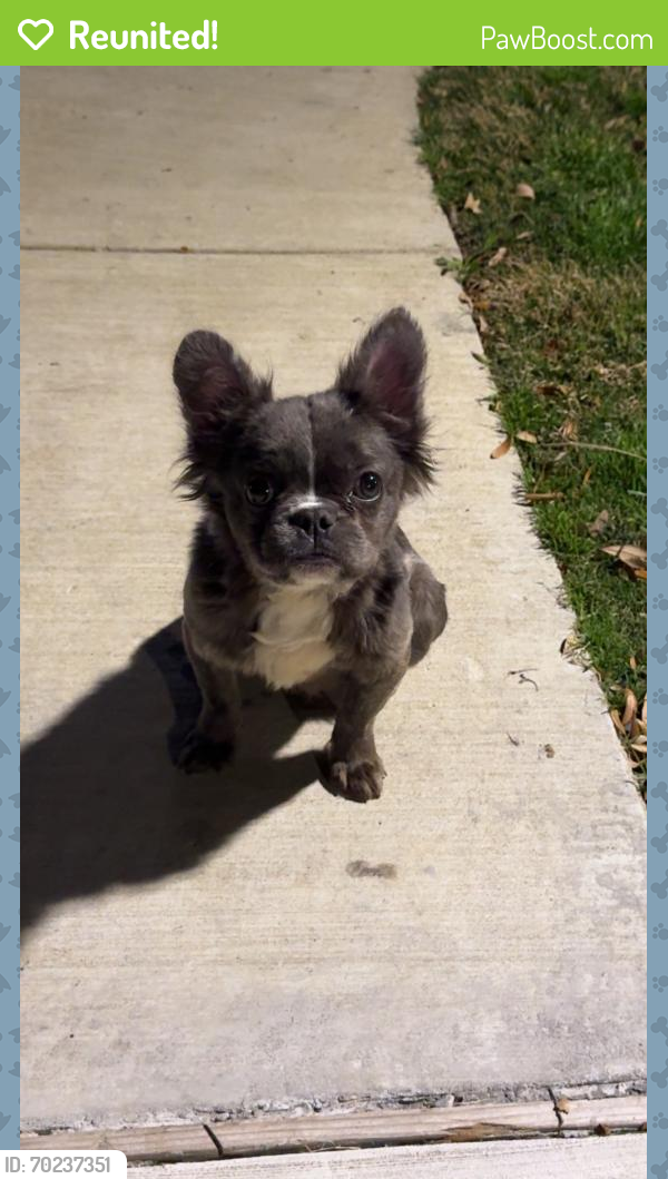Reunited Male Dog last seen Mayfield and New York, Arlington, TX 76014