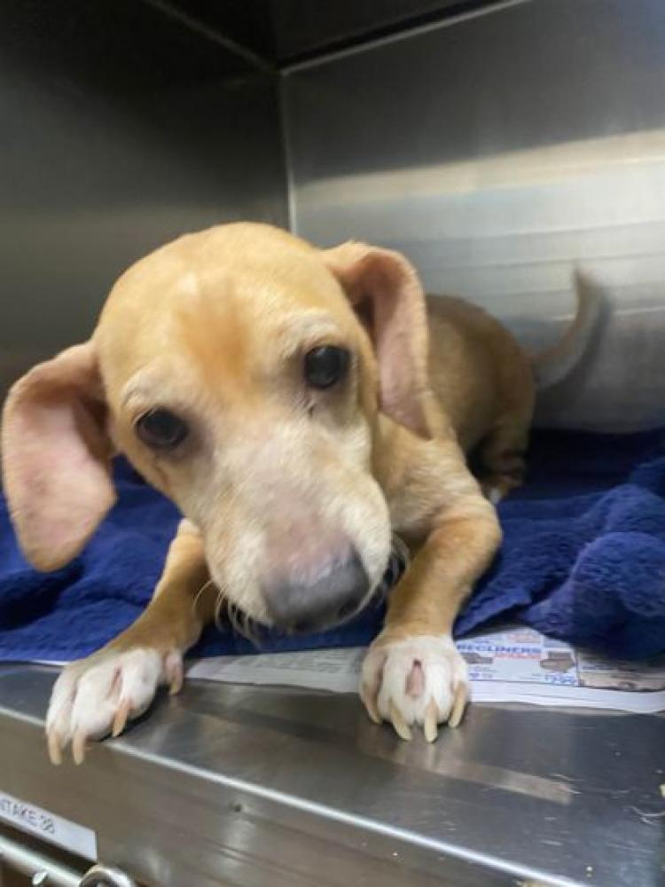 Shelter Stray Male Dog last seen Near GREENWELL, 70805, LA, Baton Rouge, LA 70820