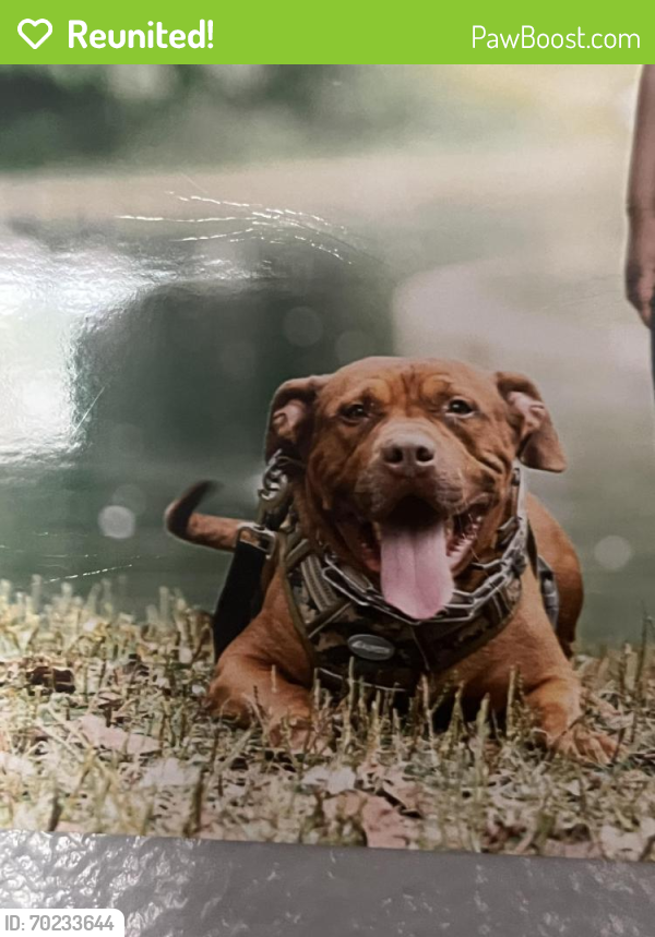 Reunited Male Dog last seen Flanigan Ct., Cincinnati, OH 45239