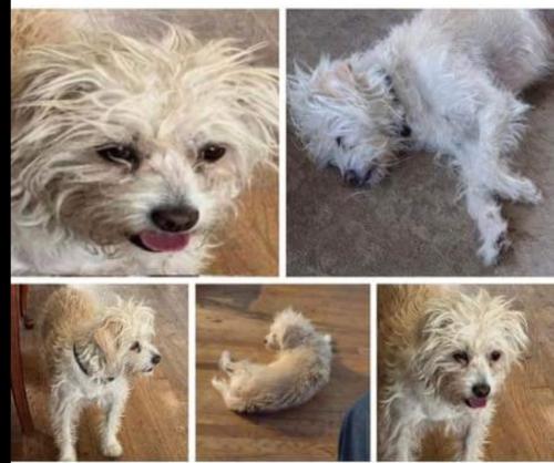 Lost Male Dog last seen S maple and  w Wilson st, Fontana, CA 92335