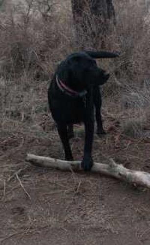 Lost Female Dog last seen Hwy 20, Deschutes County, OR 97703