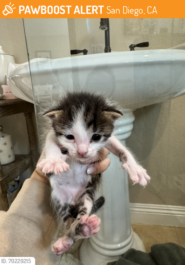 Shelter Stray Male Cat last seen Near Poplar Street, San Diego, CA, 92105, San Diego, CA 92110