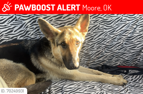 Lost Female Dog last seen Sw 34th and broadway moore oklahoma, Moore, OK 73109