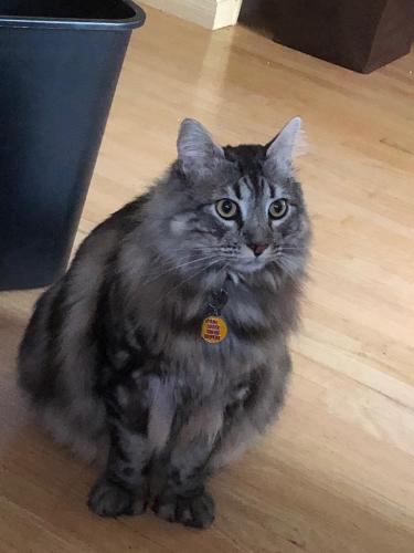 Lost Male Cat last seen 60th and Myrtle, Long Beach, CA 90805