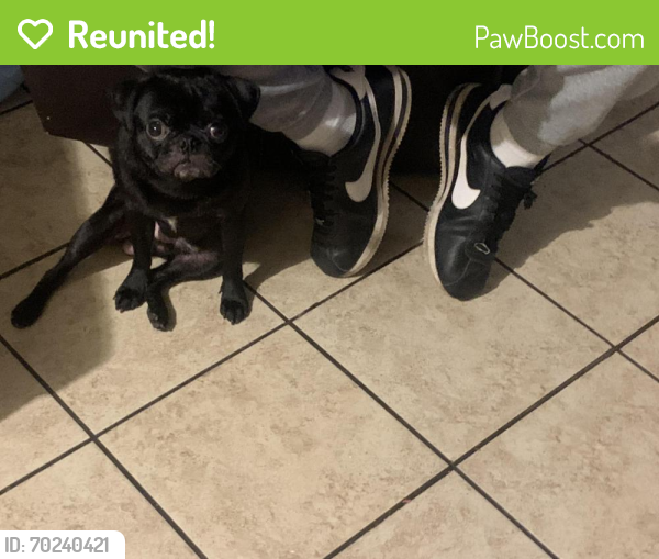 Reunited Male Dog last seen Gevers and Cooper st. 78210, San Antonio, TX 78210