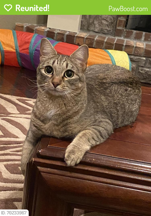 Reunited Female Cat last seen Rockledge Drive and Hearthstone , Fayetteville, AR 72702