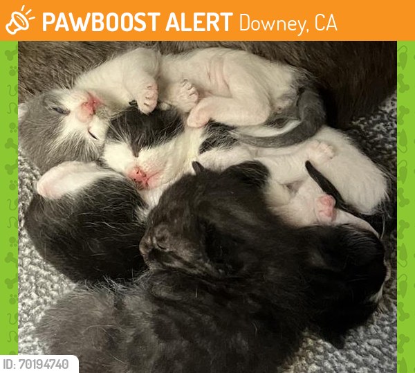 Shelter Stray Unknown Cat last seen , Downey, CA 90242