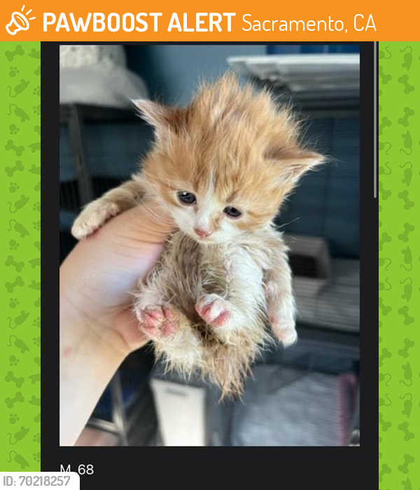 Shelter Stray Male Cat last seen LAS POSITAS CIR & PEACOCK GAP CT, Sacramento, CA 95818