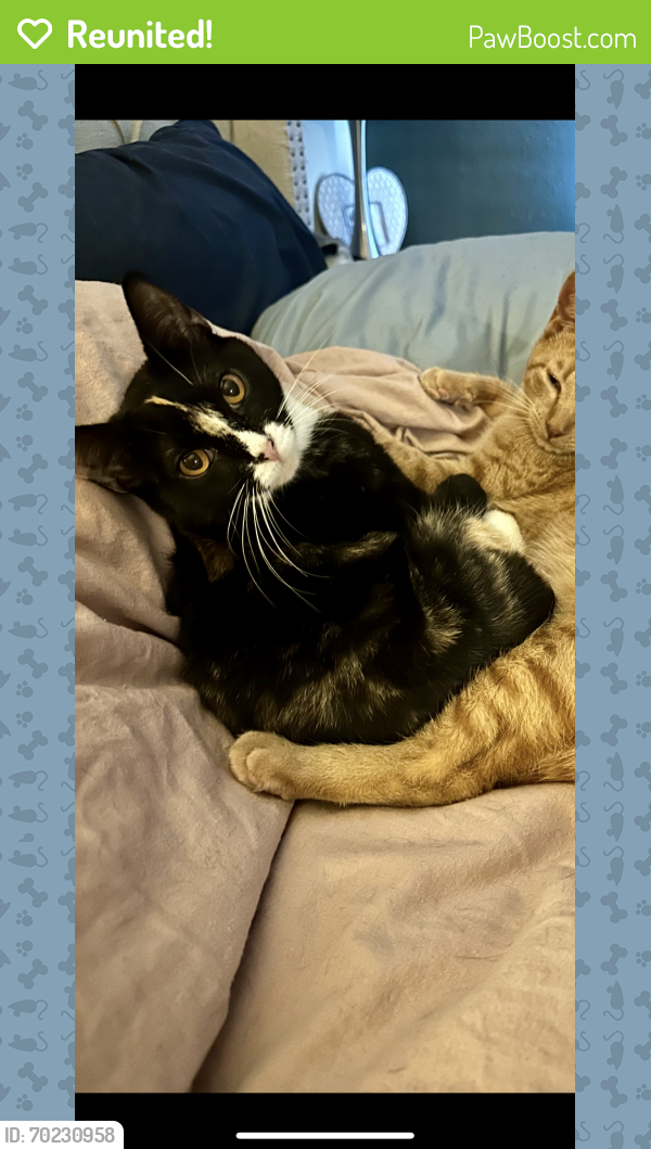 Reunited Female Cat last seen 65th Ave SE Snohomish, Fobes hill , Snohomish County, WA 98296
