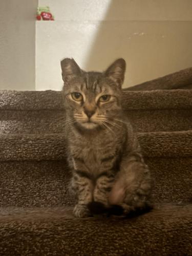 Lost Female Cat last seen People st and lime street , Eatonville, FL 32751