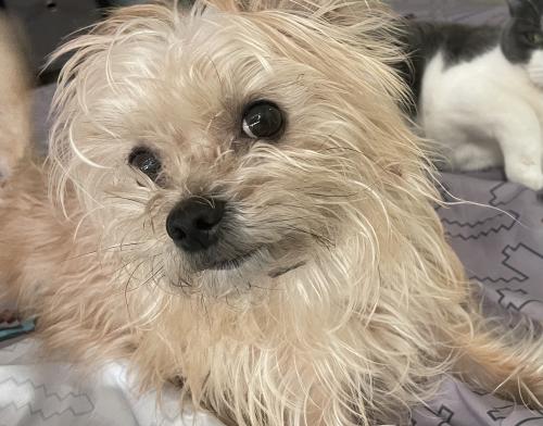 Lost Female Dog last seen Lincoln Heights,CA , Los Angeles, CA 90031