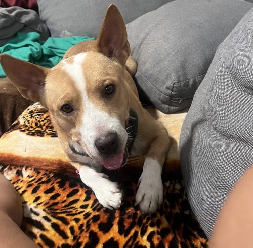 Lost Male Dog last seen Broadway and century, Los Angeles, CA 90003