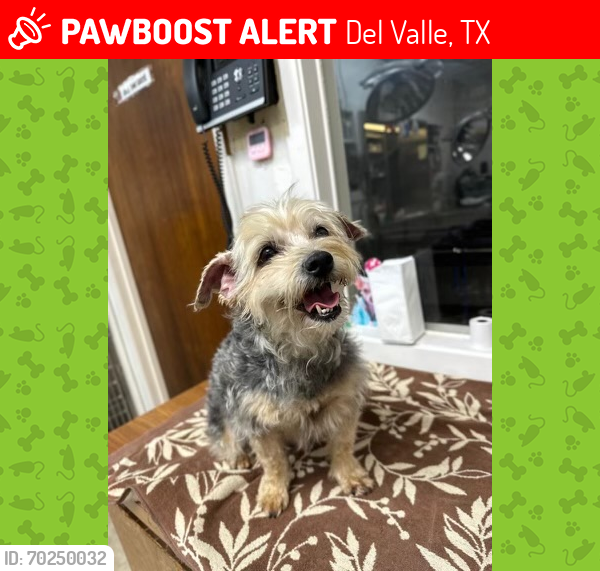 Lost Female Dog last seen Del Valle , Del Valle, TX 78617