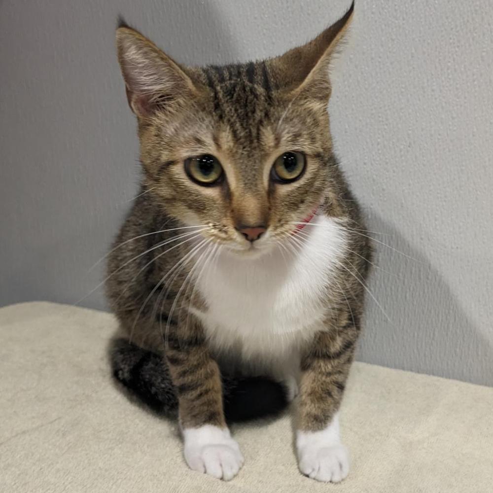 Shelter Stray Female Cat last seen , Tampa, FL 33607