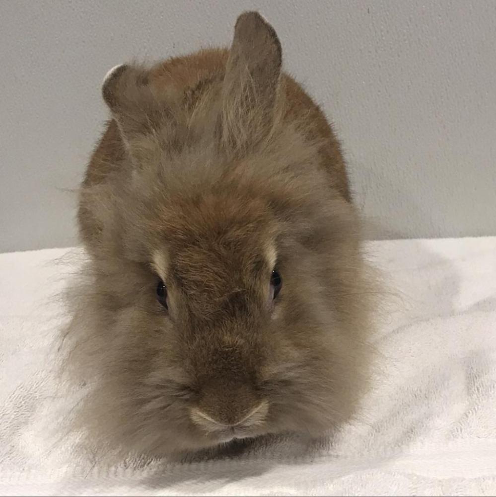 Shelter Stray Female Rabbit last seen , Tampa, FL 33607