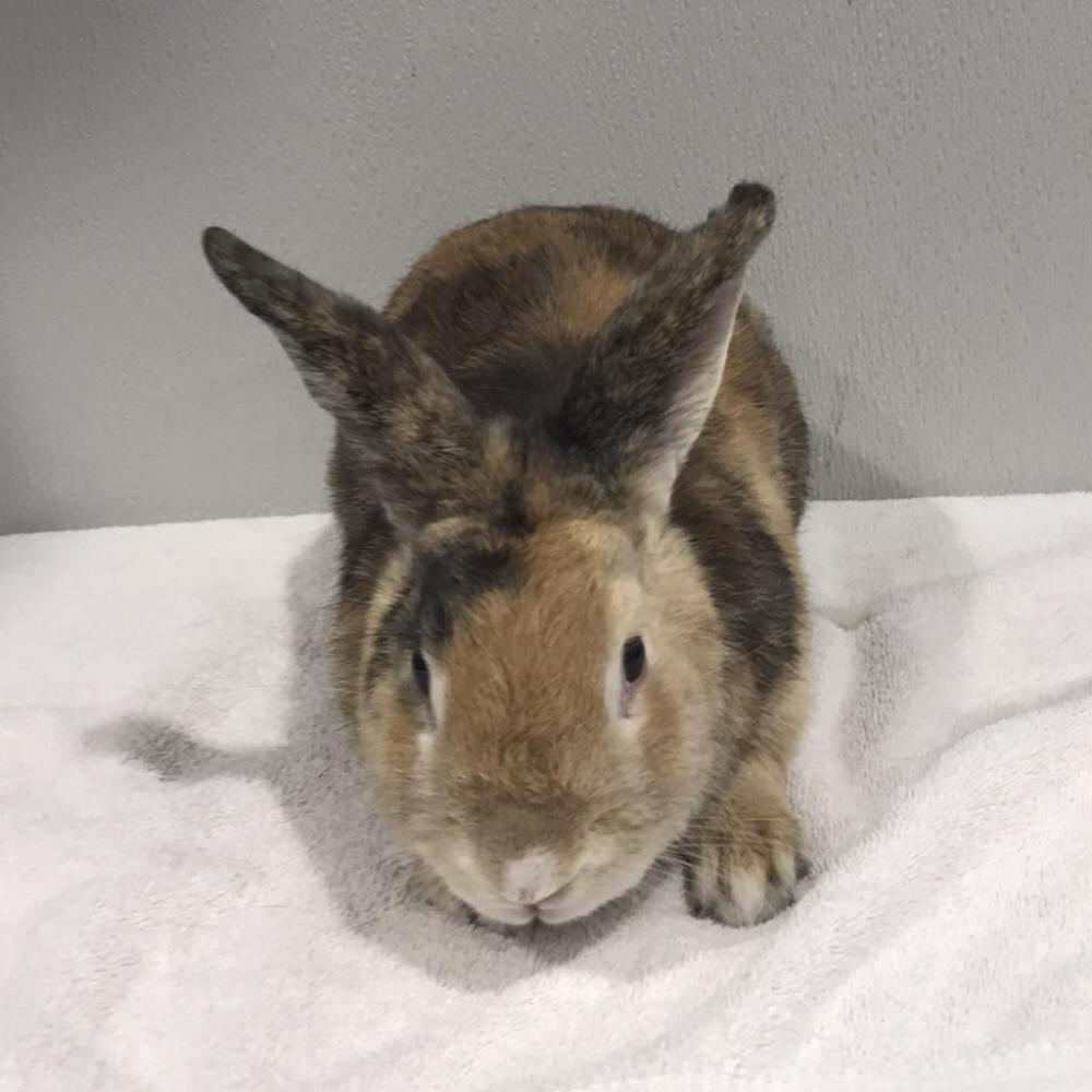 Shelter Stray Male Rabbit last seen , Tampa, FL 33607