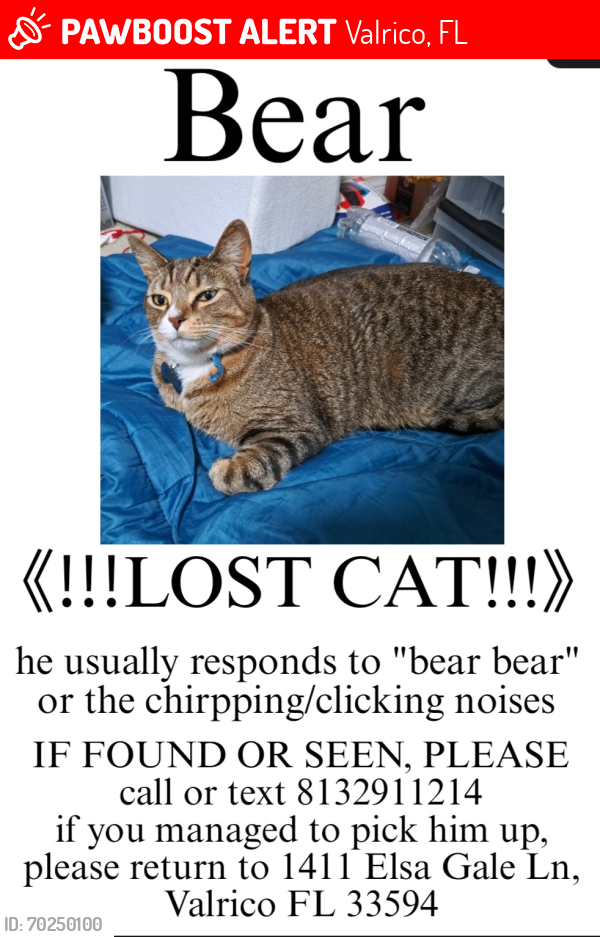 Lost Male Cat last seen Near Elsa Gale Ln , Valrico, FL 33594