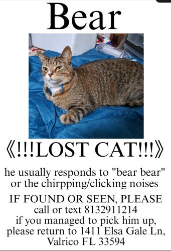 Lost Male Cat last seen Near Elsa Gale Ln , Valrico, FL 33594
