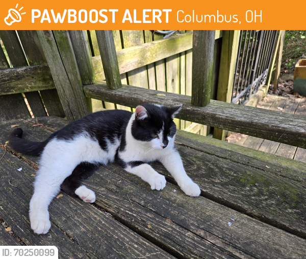 Found/Stray Unknown Cat last seen Hampton and Mound Street , Columbus, OH 43227