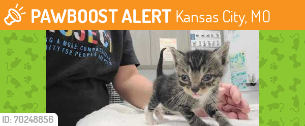 Shelter Stray Male Cat last seen Winchester and E 17th ST, 64126, MO, Kansas City, MO 64132