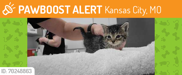 Shelter Stray Female Cat last seen Winchester and E 17th ST, 64126, MO, Kansas City, MO 64132