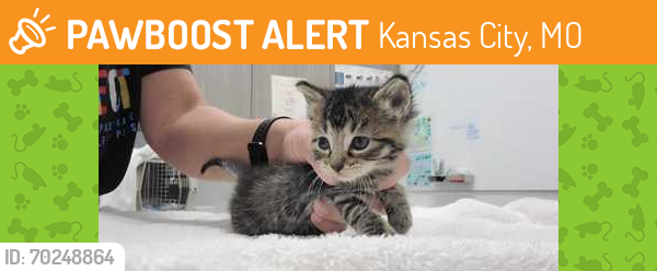 Shelter Stray Female Cat last seen Winchester and E 17th ST, 64126, MO, Kansas City, MO 64132