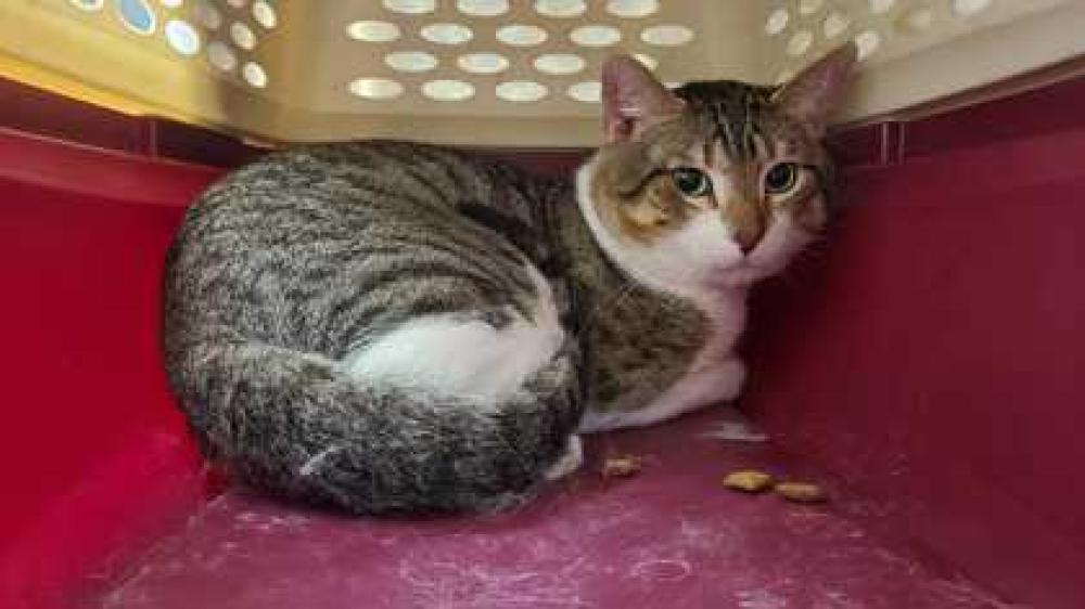 Shelter Stray Male Cat last seen 45th and Wyoming, 64111, MO, Kansas City, MO 64132
