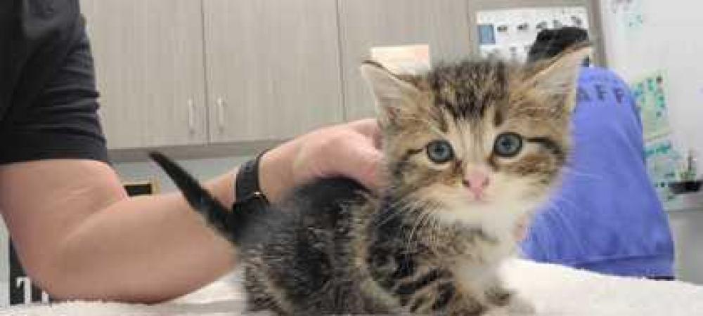 Shelter Stray Male Cat last seen N US 169 Hwy & NW Englewood Rd, Kansas City, Misso, 64118, MO, Kansas City, MO 64132