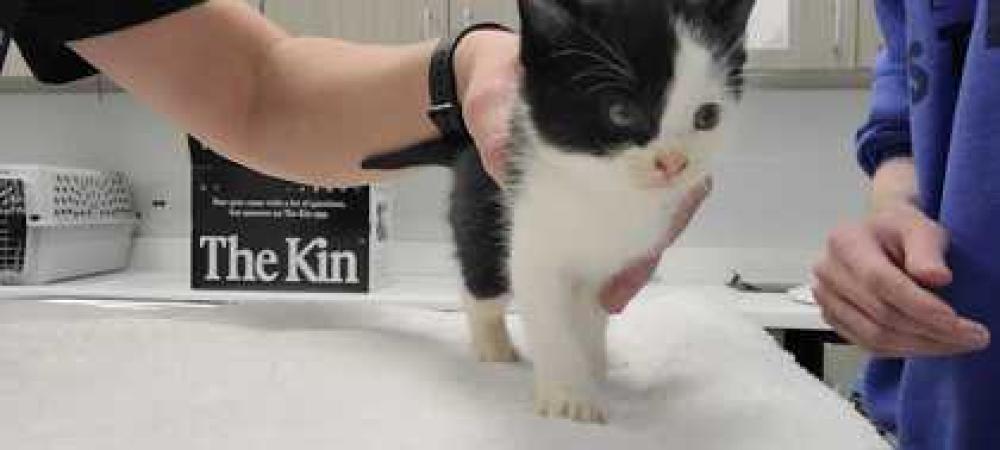 Shelter Stray Male Cat last seen N US 169 Hwy & NW Englewood Rd, Kansas City, Misso, 64118, MO, Kansas City, MO 64132