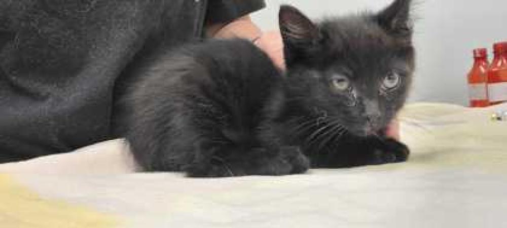 Shelter Stray Female Cat last seen E 47th St & Byrams Ford Rd, KCMO 64129, 64129, MO, Kansas City, MO 64132