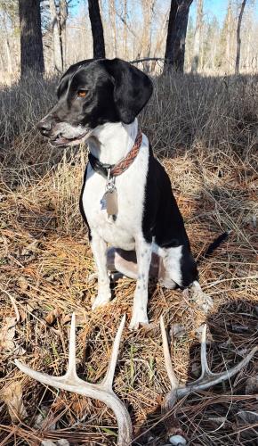 Lost Female Dog last seen Waterworks Hill - Duncan Drive, Missoula, MT 59802