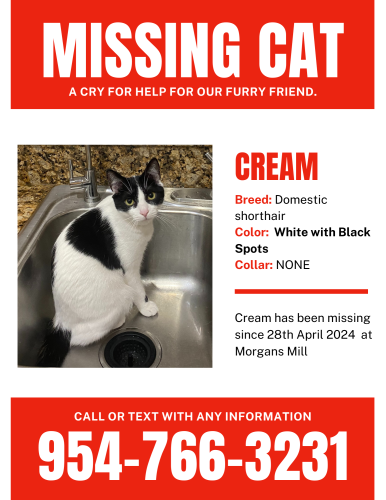 Lost Female Cat last seen Chickasaw trail, Orlando, FL 32825