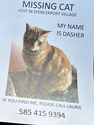 Lost Unknown Cat last seen S Union across from Vics icecream , Spencerport, NY 14559
