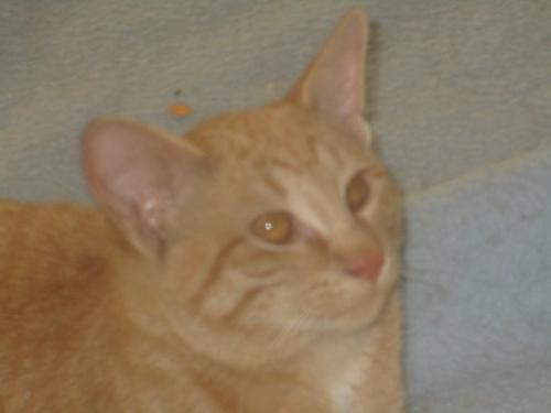 Lost Male Cat last seen Hy V & Golf Rd, Caledonia, WI 53126