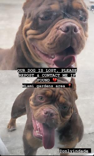 Lost Female Dog last seen miami gardens, Miami Gardens, FL 33055