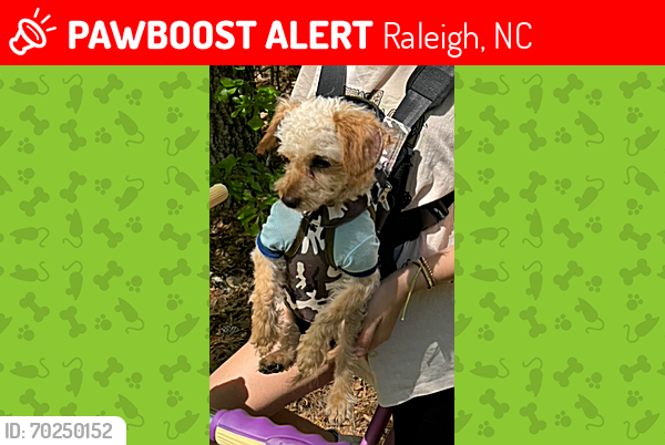 Lost Male Dog last seen Carlie C’s New bern ave, Raleigh, NC 27610